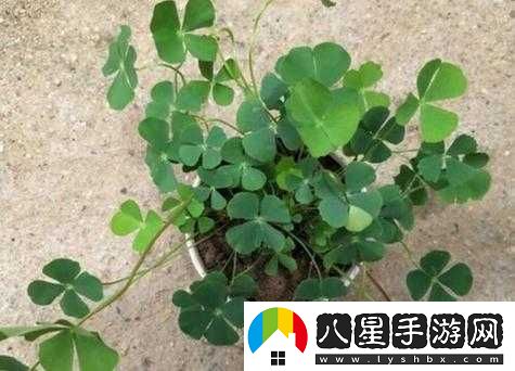 四葉草歐洲和國產(chǎn)區(qū)別