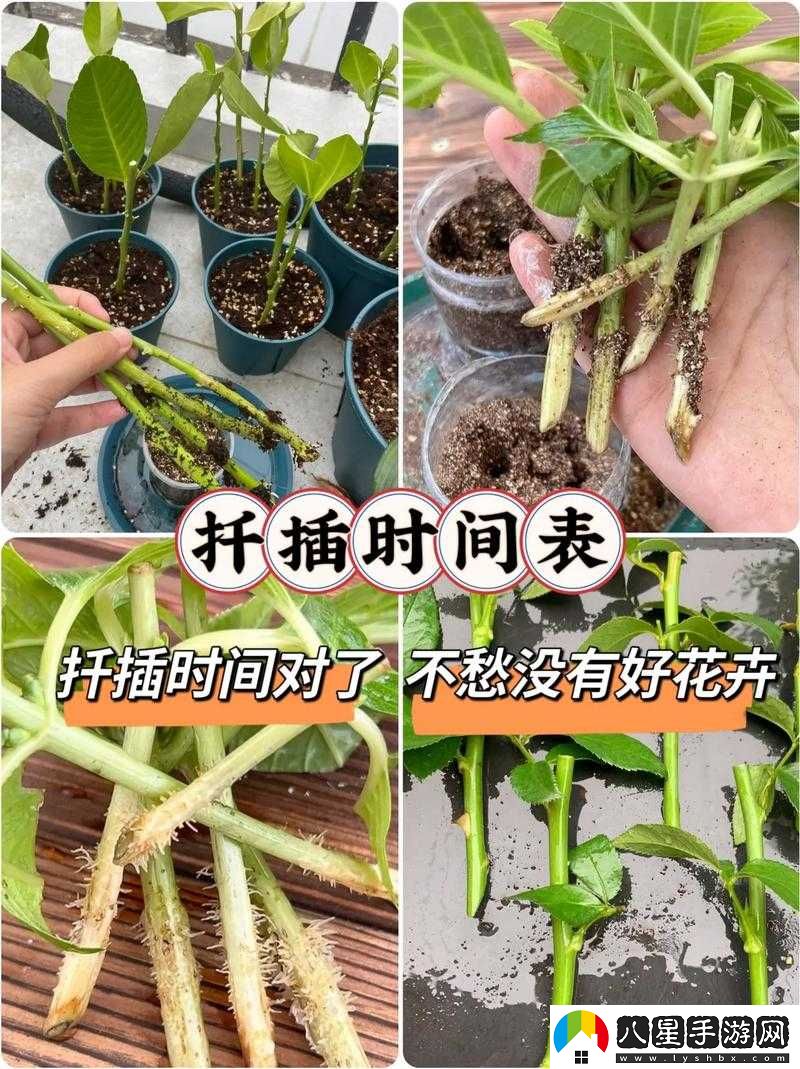 歐式 72 種扦插法的注意事項