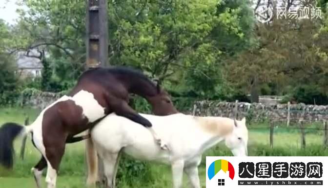 無人工干預的驢馬膠配方