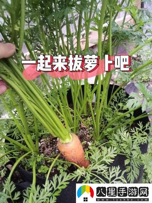 拔蘿卜痛又降黃 9.1 現(xiàn)看處理技巧及應(yīng)對(duì)方法