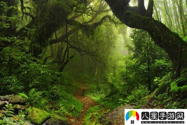 走進你的森林，探尋神秘自然