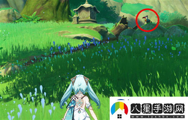 原神與珍稀之鳥的短暫邂逅任務完成技巧