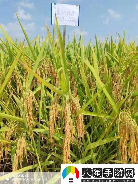 揭秘李樹生長奧秘