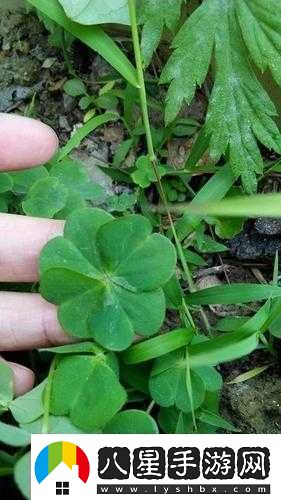 四葉草歐洲和國(guó)產(chǎn)區(qū)別