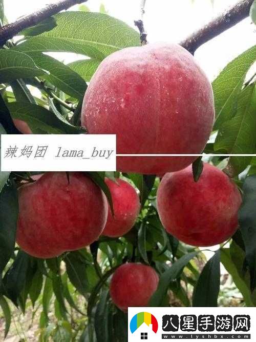 無人一區(qū)二區(qū)區(qū)別紅桃內幕揭秘