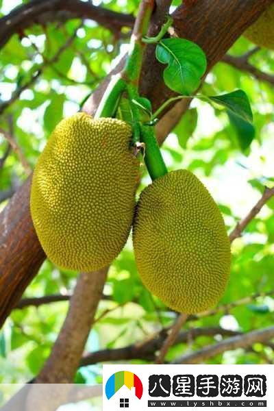 亞洲日產菠蘿蜜