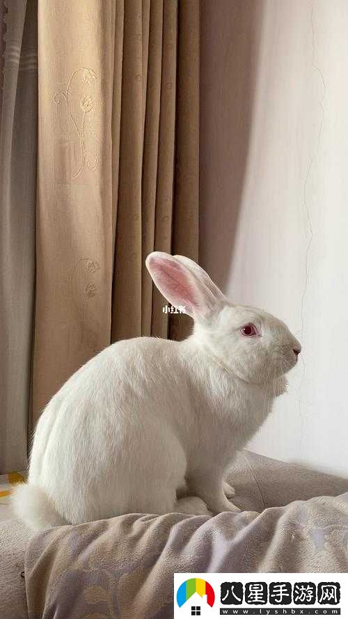 大白兔的趣味細(xì)節(jié)