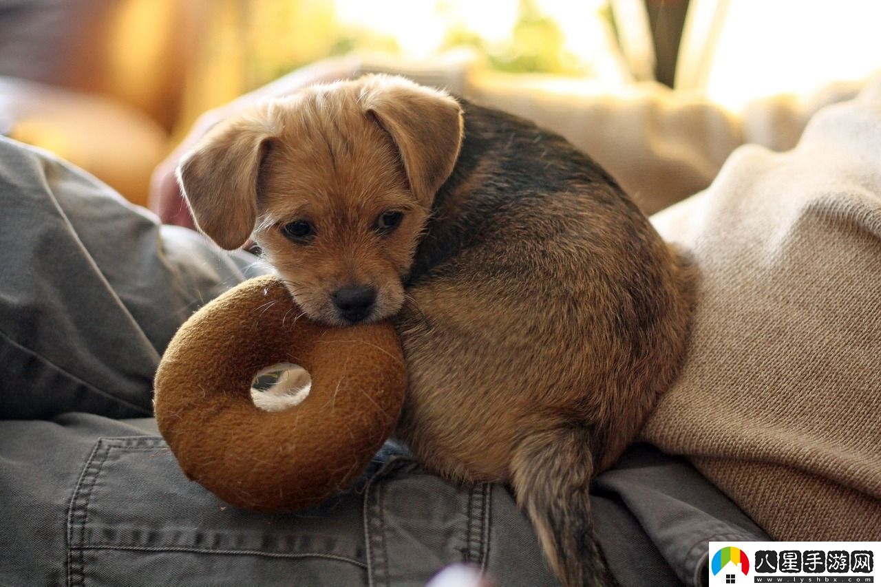 手游寵物技能學(xué)習(xí)全攻略