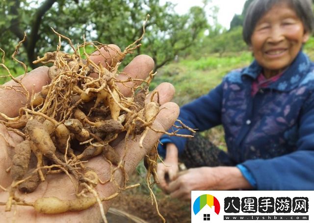 探索國產內容創(chuàng)新