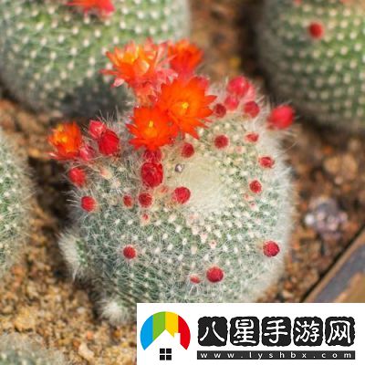 洛克王國(guó)蹦蹦草獲取方法大揭秘