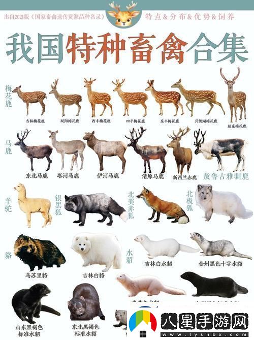 人與馬畜禽corporation翻譯