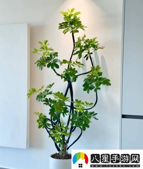 坐著扦插BB有什么好處