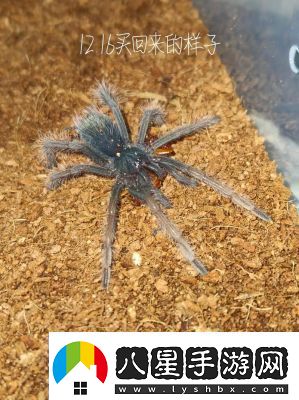 鐳明閃擊手游評(píng)測(cè)和截圖2022年最新綜述