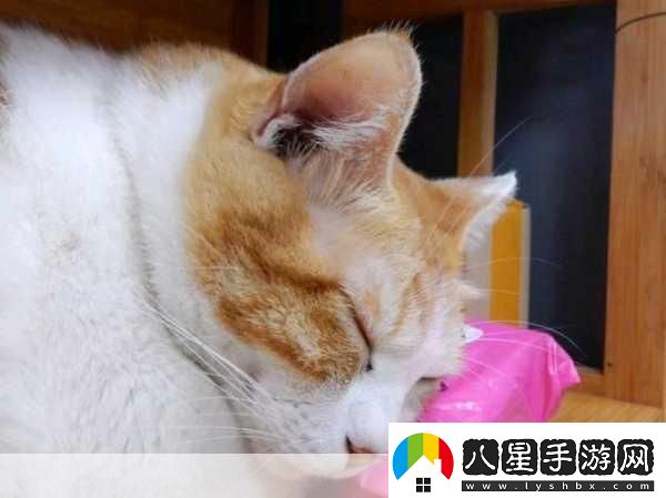 貓咪當(dāng)?shù)觊L萌翻你的經(jīng)營夢(mèng)