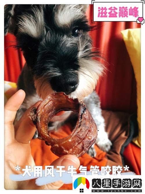 美國(guó)人與動(dòng)物膠配方大全圖片