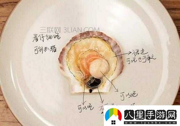 被吃扇貝的感覺