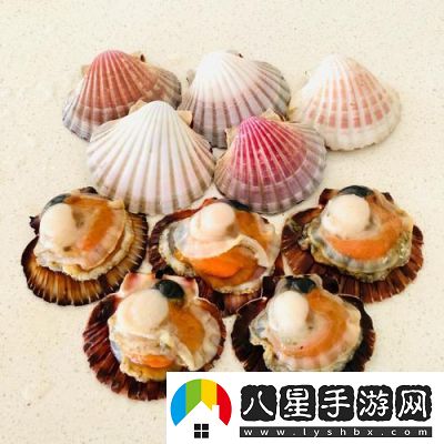 看看我的小扇貝