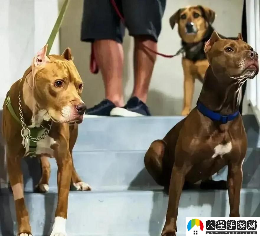 人狗大戰(zhàn)5高清正版免費(fèi)