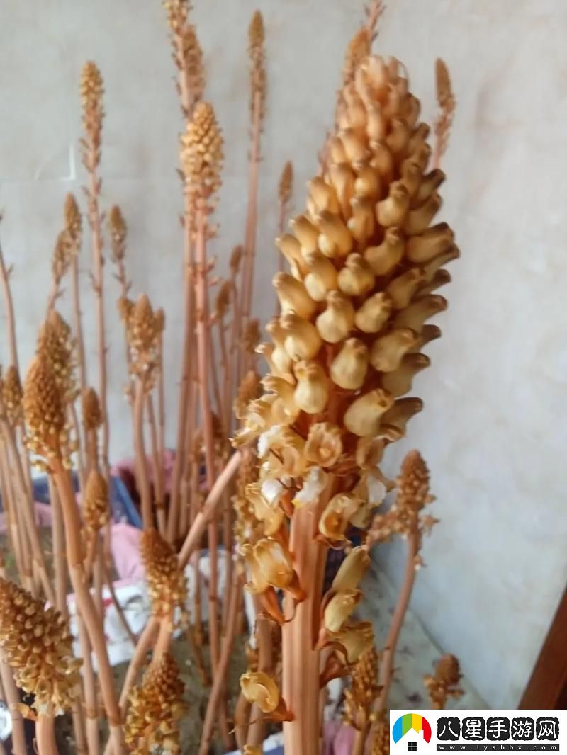 天美麻花視頻大全到底帶來(lái)了怎樣的娛樂(lè)體驗(yàn)