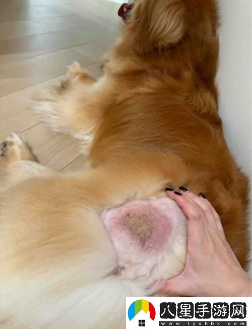 美國人與動物膠配方大全圖片