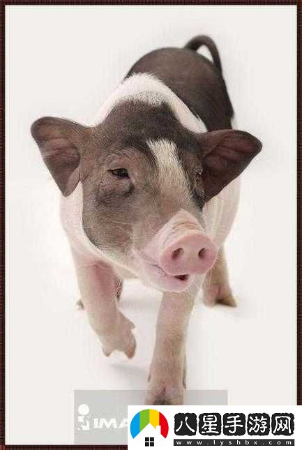 ZOOM與動物ZOOM大全美國上線