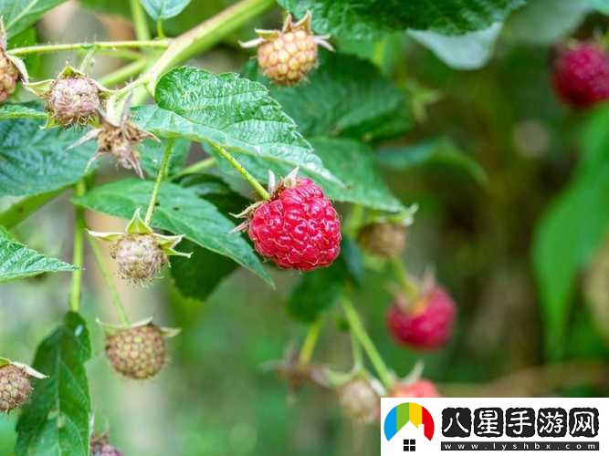 精產(chǎn)國品一二三產(chǎn)區(qū)草莓穩(wěn)居榜首