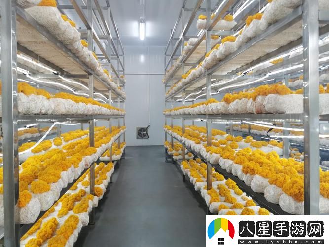 精產(chǎn)國蘑菇產(chǎn)品區(qū)火爆上線