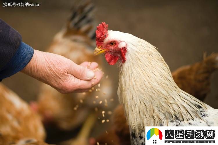 日本畜禽CORPORATION