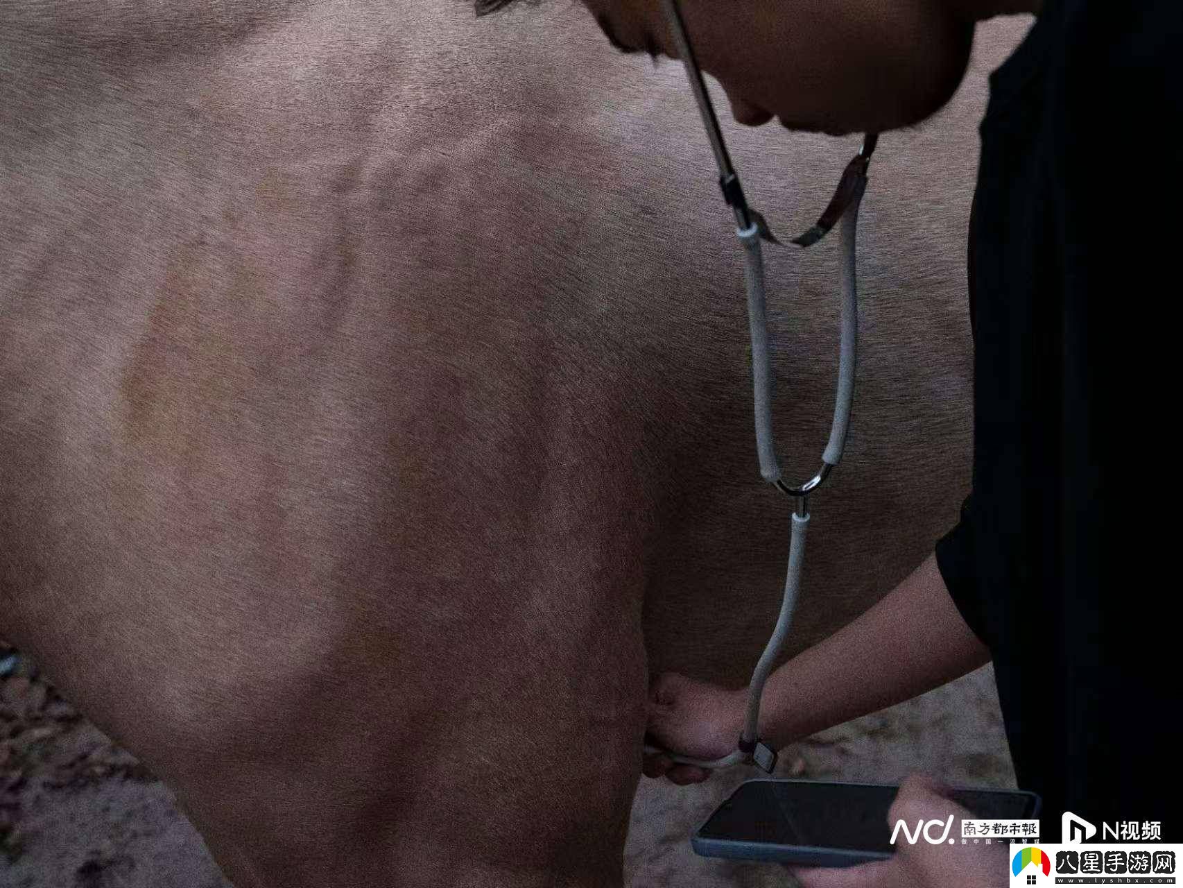 華農(nóng)馬文化節(jié)