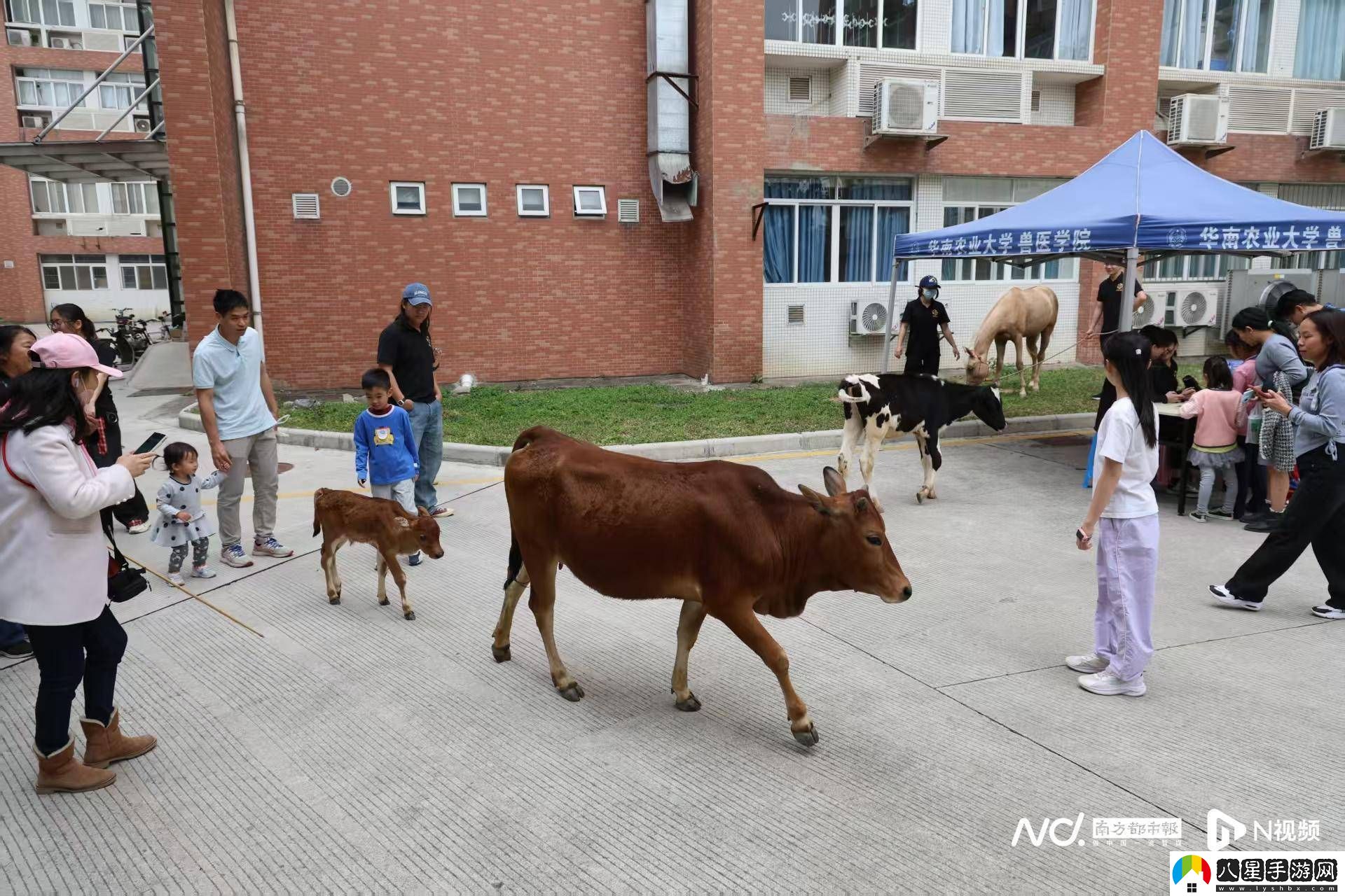 華農(nóng)馬文化節(jié)