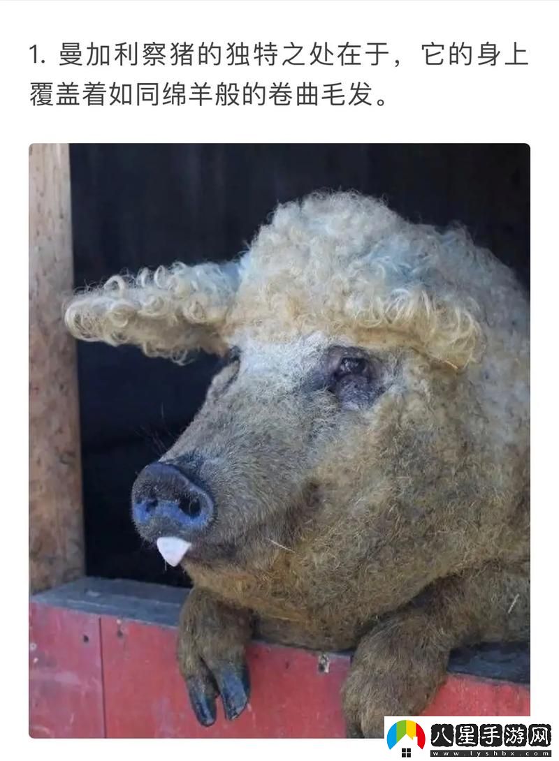 ZoomkooL牧場視頻豬